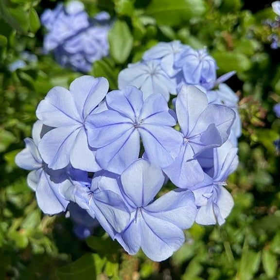 Altman Plants Plumbago Capensis Flowers, 2.5 Qt. Pot, Full Sun, Live Outdoor Plants