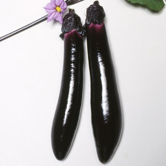 Eggplant Seeds - Kurume Long - 1 Oz ~6500 Seeds - Non-GMO, Heirloom - Asian Garden Vegetable