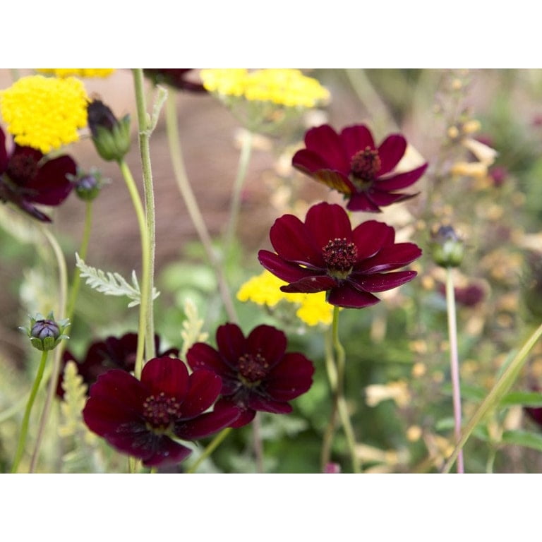 Futaba Rare Chocolate Cosmos Flower Seeds, 50+ Authentic Non-GMO Seeds, Buy  3 Get 1 Free, Fast Shipping - Walmart.com