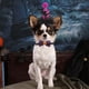 thumbnail image 3 of Accesorios Para Mascotas Para Perros Y Gatos Collares, Correas Y Arneses Duraderos, Cómodos Y Elegantes Perfectos Para Paseos Diarios, Entrenamiento Y Aventuras Al Aire Libre, 3 of 7
