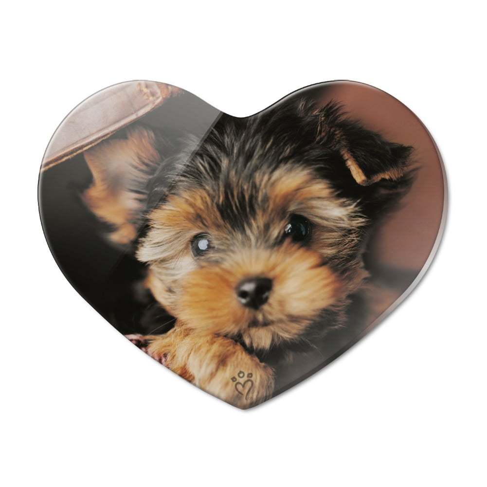 How Big Is A Yorkies Heart