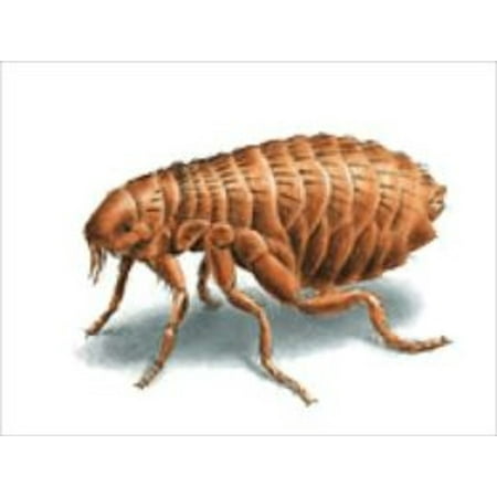 A Crash Course on How to Get Rid of Fleas - eBook (Best Way To Get Rid Of Fleas)