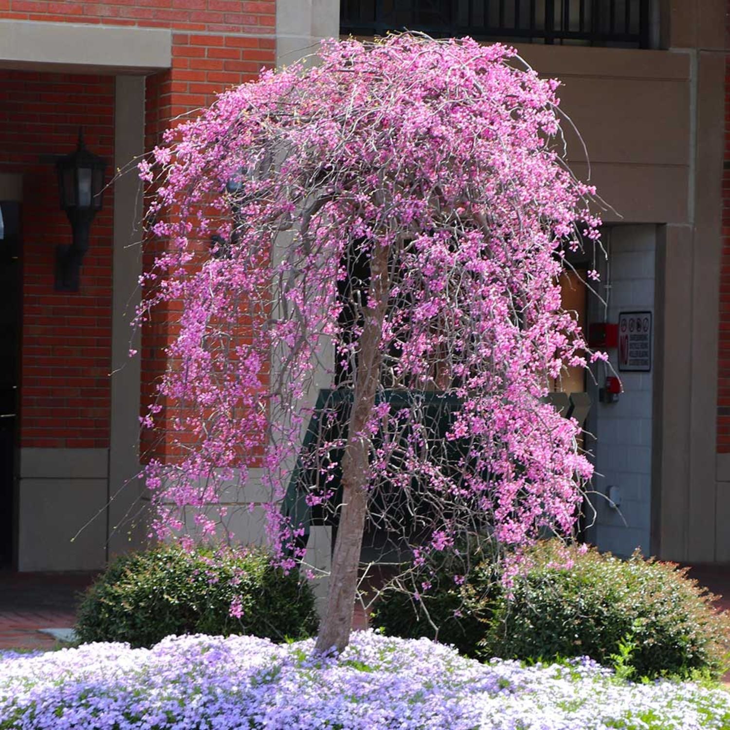 Expert Gardener 2-3 ft. tall Ruby Falls Weeping Redbud Tree in 5- Gallon Grower Pot