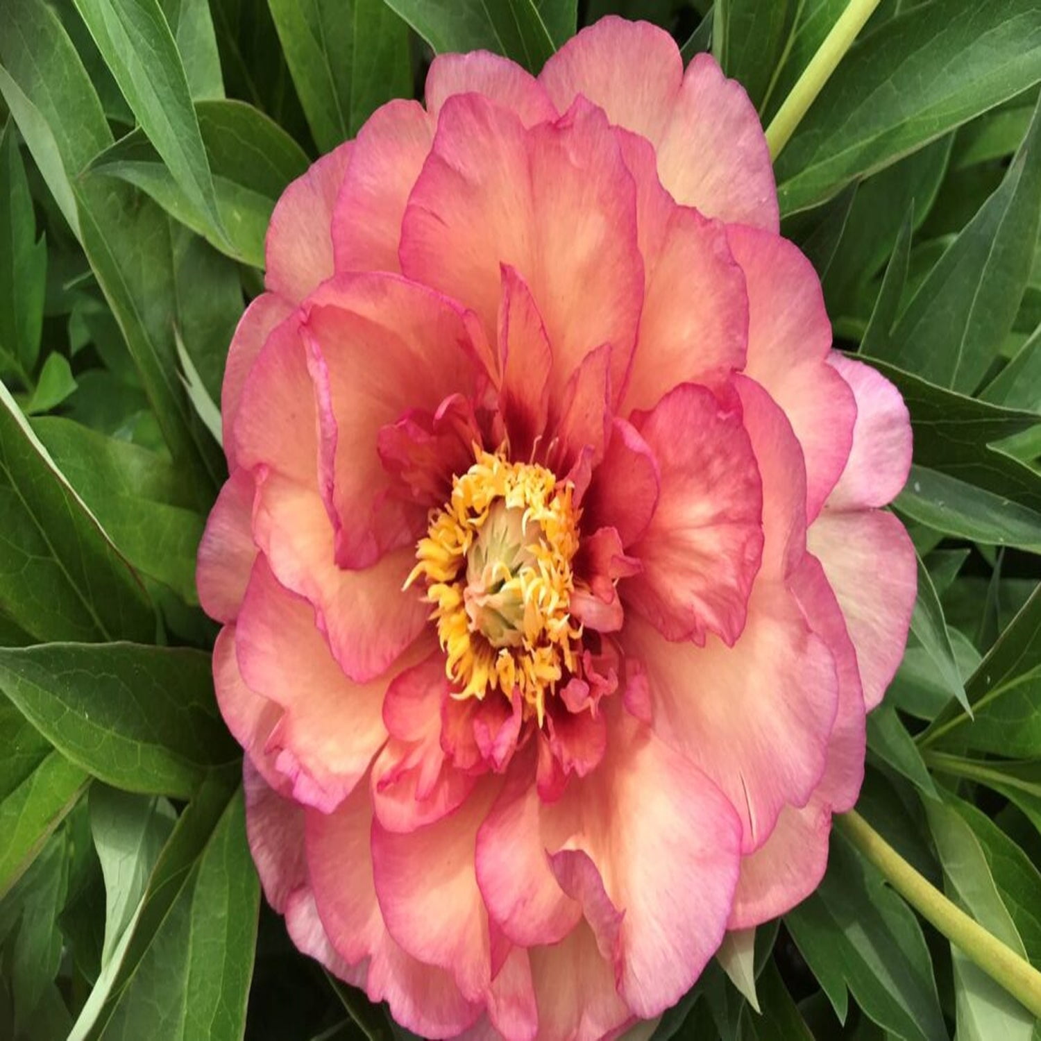 Expert Gardener 12-18" Peony Sweet Treat™ Live Tree in 1 gal. Grower Pot