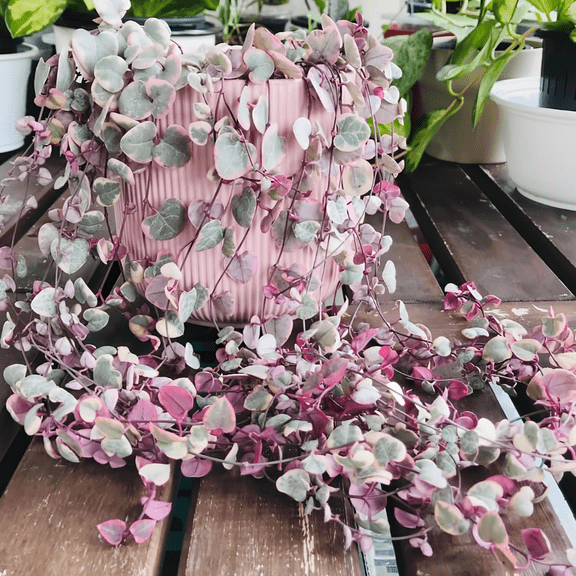 Variegated String of Hearts Plant, Pink String of Heart Succulent Houseplant 2.5 Inch Pot