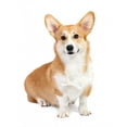 thumbnail image 2 of Corgi Dog Studio Wall Decal by Wallmonkeys Peel and Stick Graphic (36 in H x 24 in W) WM37151, 2 of 4