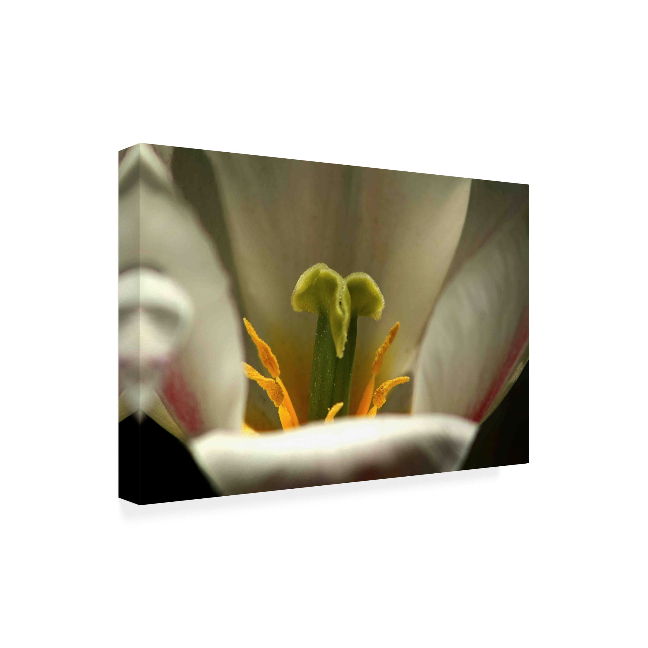 Canvas Wall Art - DANE 'Keukenhof Gardens 4' Wall Art for Living Room, Bedroom, or Office Décor by Trademark Fine Art - 32 x 22 Inches