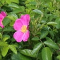 thumbnail image 3 of Heirloom Roses Rosalina Rugosa Rose Bush Live plant, 3 of 3