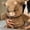 17.7Inch-Brown Cow, variant on Guvpev 21.6" Soft Plush Running Panda, Interactive Stuffed Animal with Shaking Moving Legs, Large Cuddly Stress Relief Panda Doll, Unique Creative Desk Companion & Birthday Gift for Kids & Adults