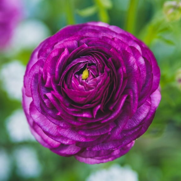 Easy to Grow Ranunculus Purple 10 Buttercup Plant Bulbs Spring Flowers Zones 8-10