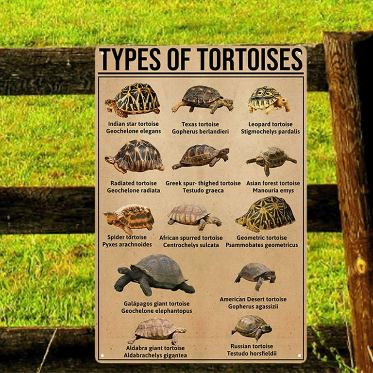 Tin Sign Types of Tortoise Poster Tortoise Knowledge Poster Sea