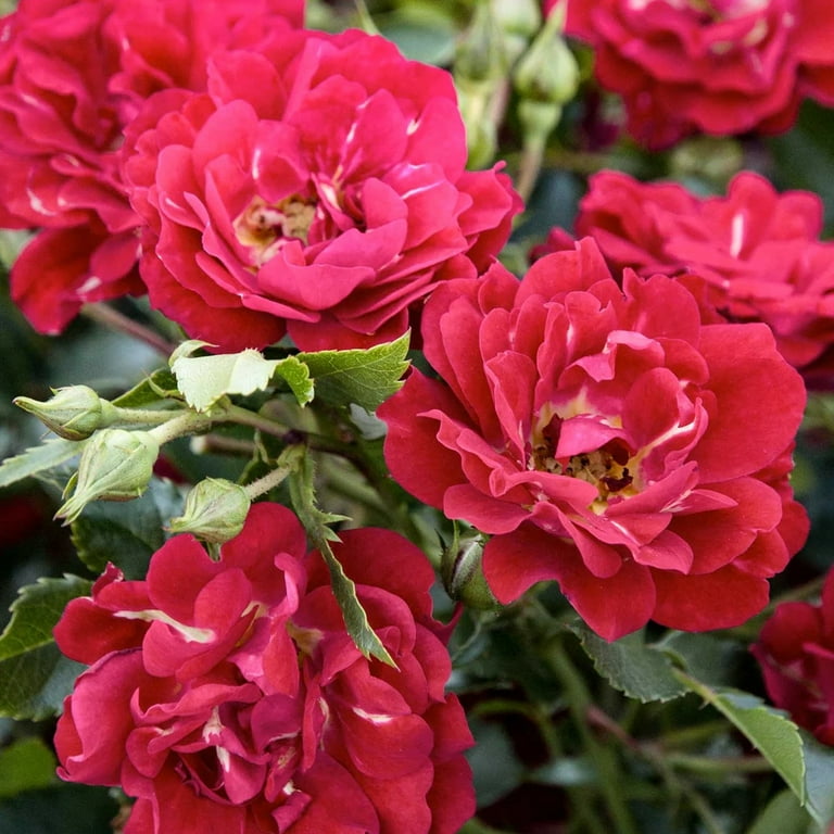 The Red Drift Rose Tree Form Live Shrub with Red Flowers (3 Gallon) -  Walmart.com