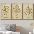 thumbnail image 3 of wall26 Canvas Print Wall Art Set Vintage Retro Plant Herb Seasonings Nature Floral Illustrations Modern Decorative Rustic Botanical Relax/Calm for Living Room, Bedroom, Office - 24"x36" x 3, 3 of 5