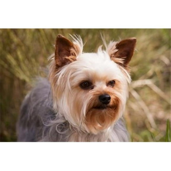 Posterazzi PDDNA02PWO0012 Purebred Yorkshire Terrier Dog Poster Print by Piperanne Worcester - 24 x 16 in.