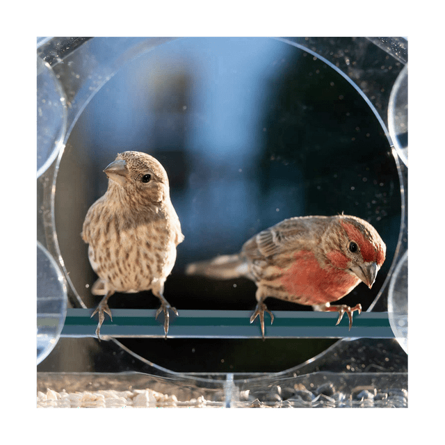 Window Bird Feeders with Strong Suction Cups, Clear for Outside,Bird House with 2 Compartment Removable Tray