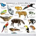 thumbnail image 3 of CafePress - Costa Rica Animals Light T Shirt - Men's Classic Graphic T-Shirt, 3 of 4