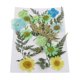 thumbnail image 3 of de 25 vias flores secas de natural múltiples Hojas uñas te tesanía Jabón hecho a mano Ve Resina Material Macarena Flores secas prensadas naturales, 3 of 8