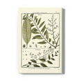 thumbnail image 1 of Fern Classification Iii Wrapped Canvas -Denis Diderot Designs,, 1 of 3