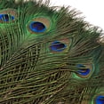 thumbnail image 2 of Plumas de pavo real THARAHT, 24 unidades de largo, naturales, 35-40 cm, para manualidades, 2 of 6