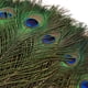 thumbnail image 2 of Plumas de pavo real THARAHT, 24 unidades de largo, naturales, 35-40 cm, para manualidades, 2 of 6