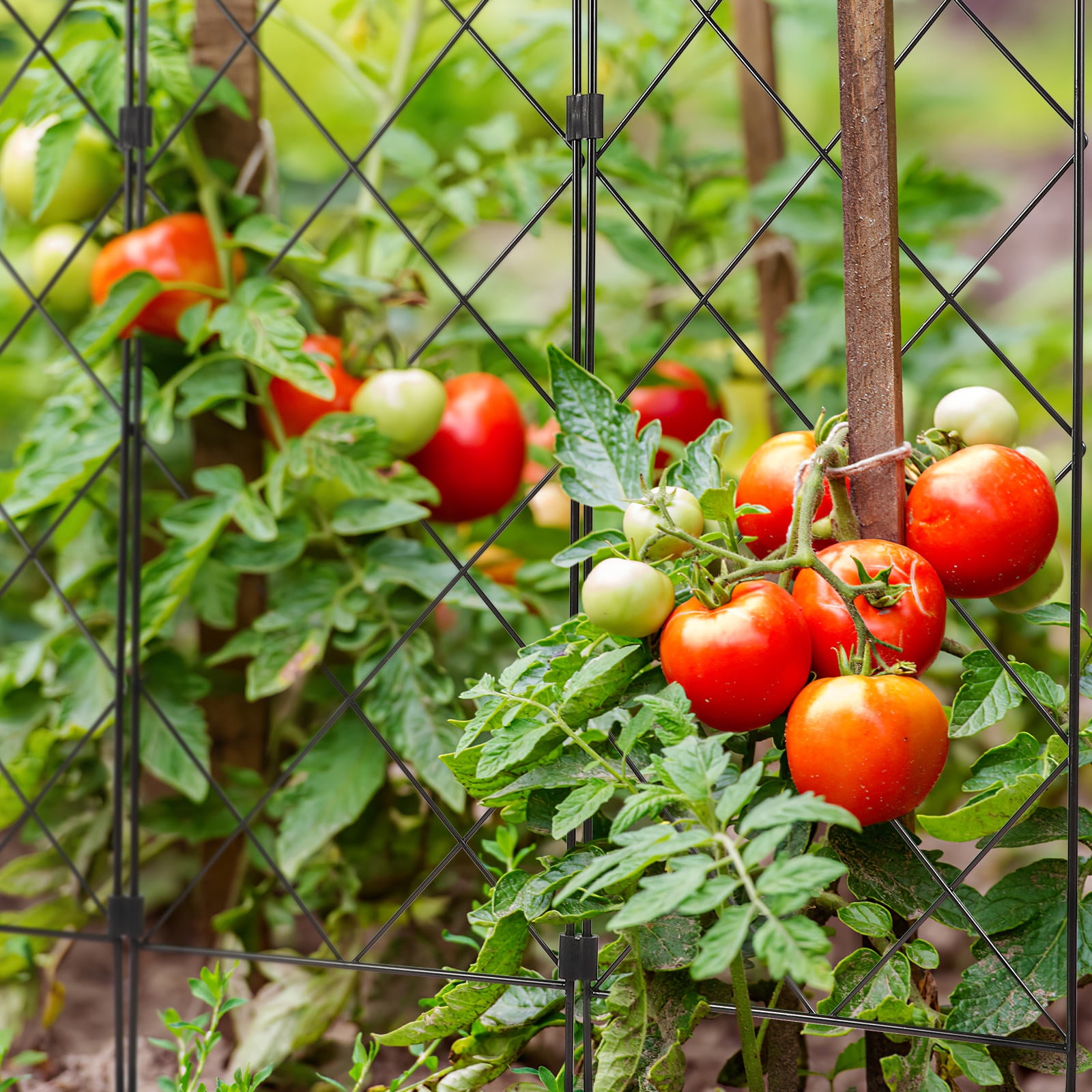 Pawsdot Strong Iron Plant Support Rack for Tomato Cucumber and Vine Plants