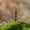 I-2.68 Inch, variant on Miniature Model Trees, Micro Landscape Fake Trees, Diorama Scenery Tree, Artificial Mini Tree Ornament Realistic Foliage, Mini Model Trees for Micro Scene DIY Craft Arrangement Use 1Pcs
