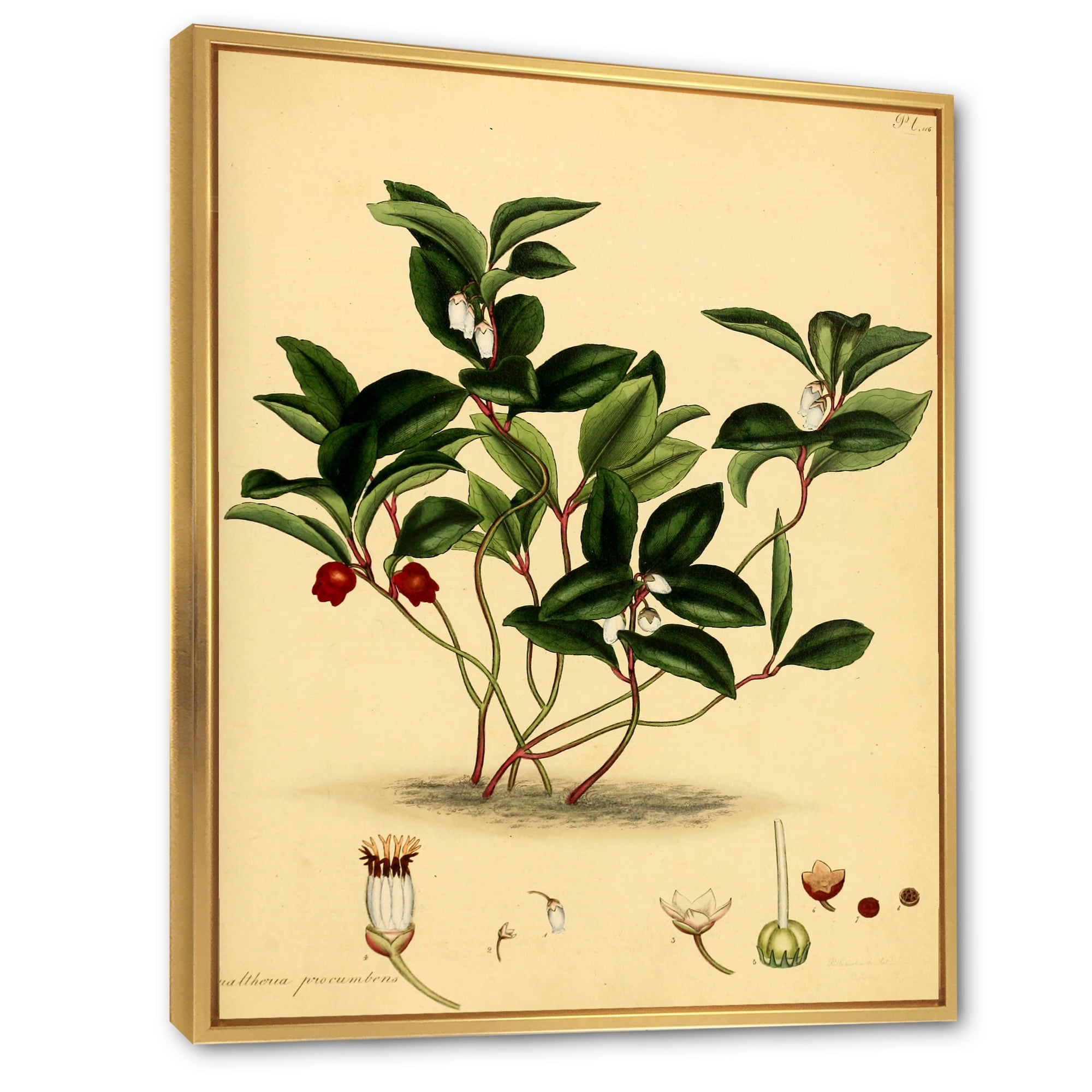 Designart 'Ancient Plant Life III' Traditional Framed Canvas Wall Art Print