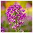 thumbnail image 2 of Everwilde Farms - 1 oz Rocky Mountain Bee Plant Native Wildflower Seeds - Gold Vault Bulk Seed Packet, 2 of 2
