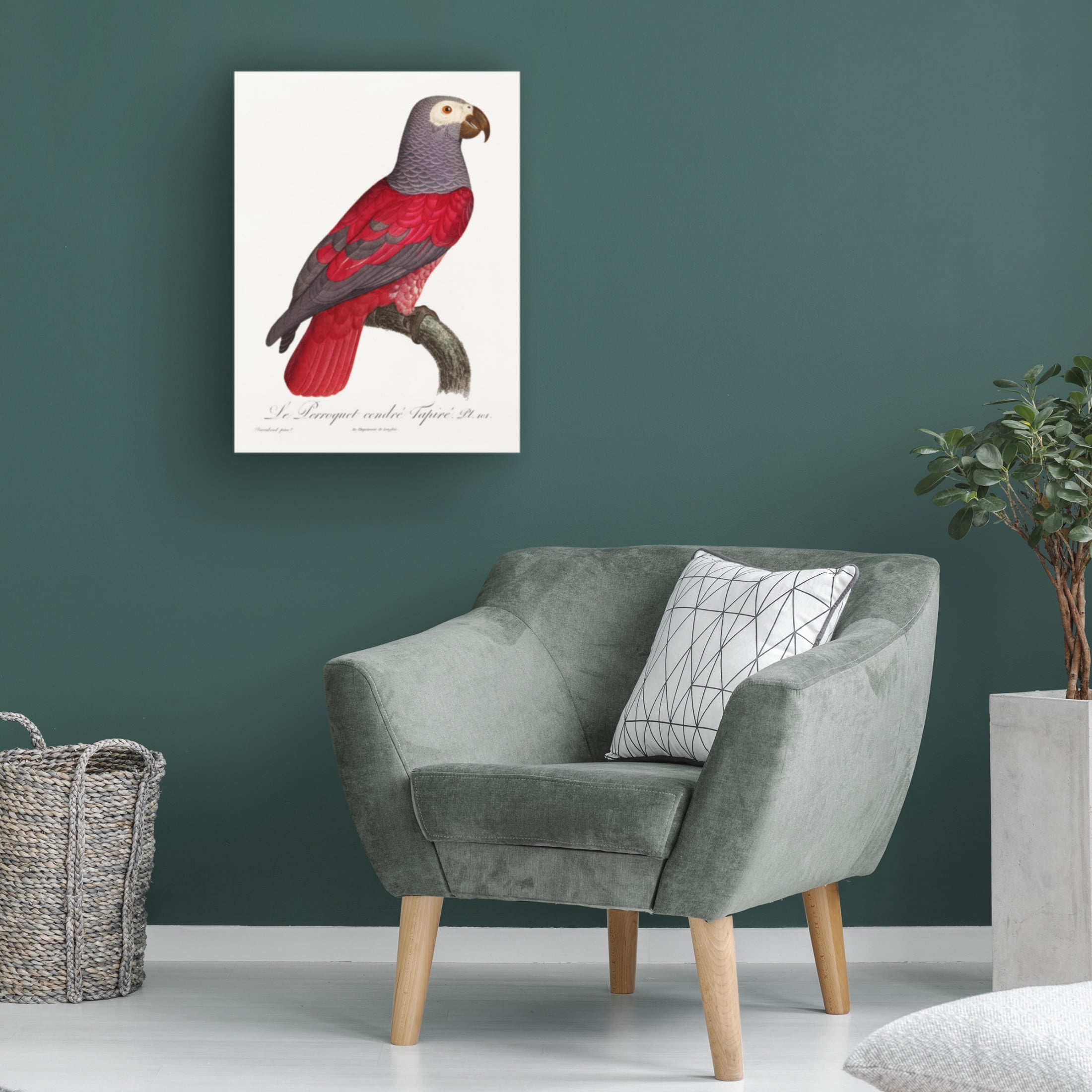 Trademark Fine Art Francois Levaillant Levaillant Parrot XI Canvas Wall Art