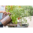 thumbnail image 2 of Miracle-Gro Water Soluble Tomato, Fruit & Vegetable Plant Food, 500 g, 2 of 2