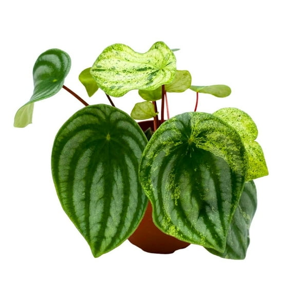 Harmony's Gold Dust, 2 inch, peperomia Variegated Watermelon pep Sport