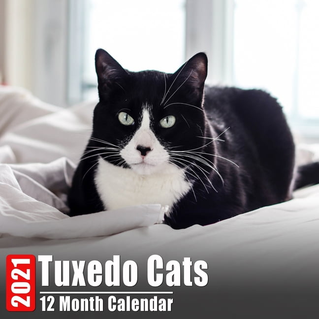 Calendar 2021 tuxedo cats cute tuxedo cat photos monthly mini calendar with inspirational