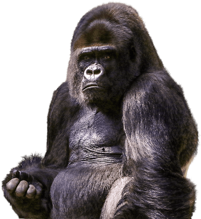 Zoo Png Ape Primate Wild Gorilla Mammal Animal-12 Inch BY 18 Inch