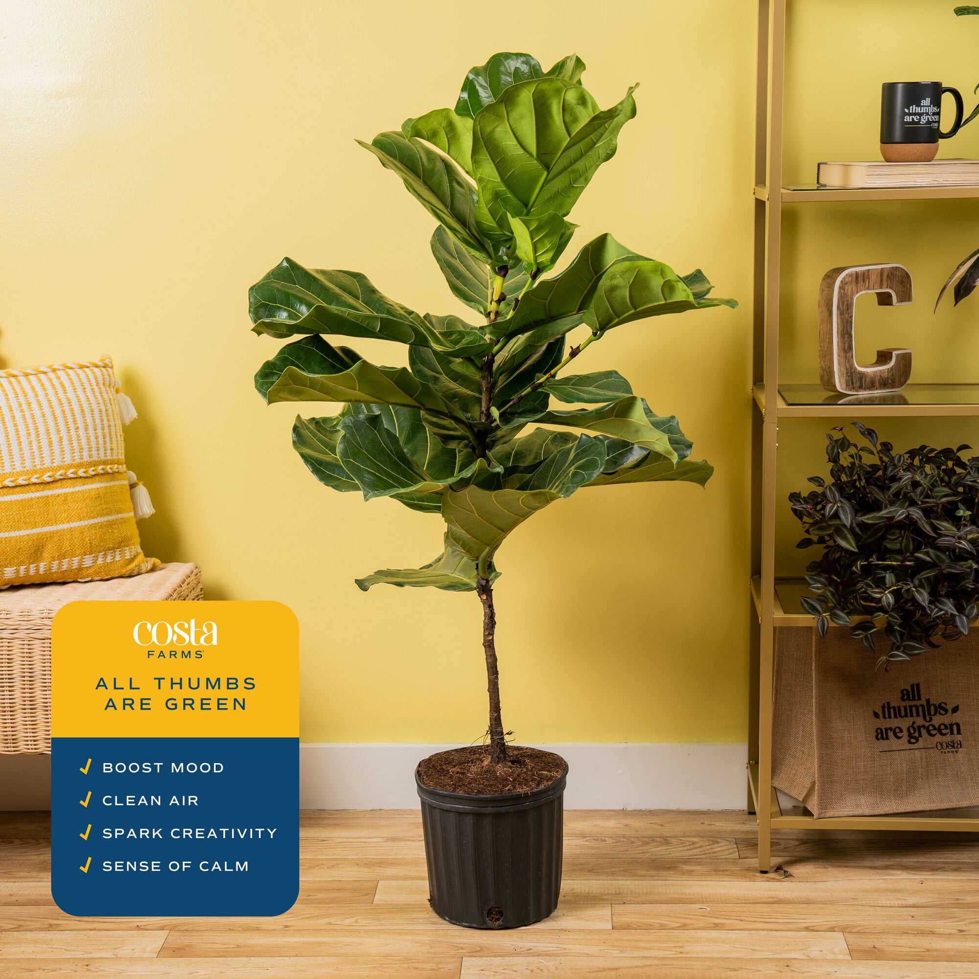 Costa Farms 40" Fiddle Leaf Fig Live House Plants in 10" Grower Pot