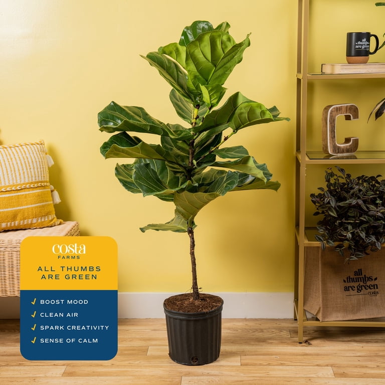 Costa Farms 40" Fiddle Leaf Fig Live House Plants in 10" Grower Pot