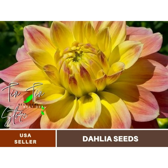 40  Seeds| October Sky Dahlia Perennial Seeds | Seeds, Herbal Seeds, Flower Seeds, GMO Free, Authentic Seed#D067