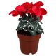 thumbnail image 1 of Planta de simulación Bonsái Flor decorativa de tela de seda Adorno de escritorio, 1 of 6