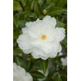 thumbnail image 6 of Camellia Sasanqua Mine-No-Yuki I 1 Extra Large 3 Gallon Plant I White Flowering Snow-White Blooms, Live Plant for Gardens & Landscapes, Winter Blooming Elegance for Year-Round Greenery, 6 of 7