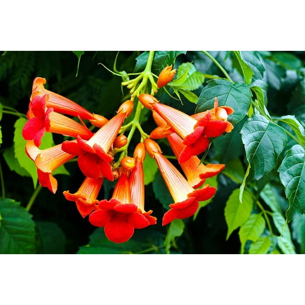 Rare Red Hummingbird Vine Seeds 25 Seeds Red Trumpet Bush NonGMO