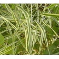 thumbnail image 3 of 1000 Variegated RIBBON GRASS Reed Canary Phalaris Arundinacea Pink Flower Seeds, 3 of 10