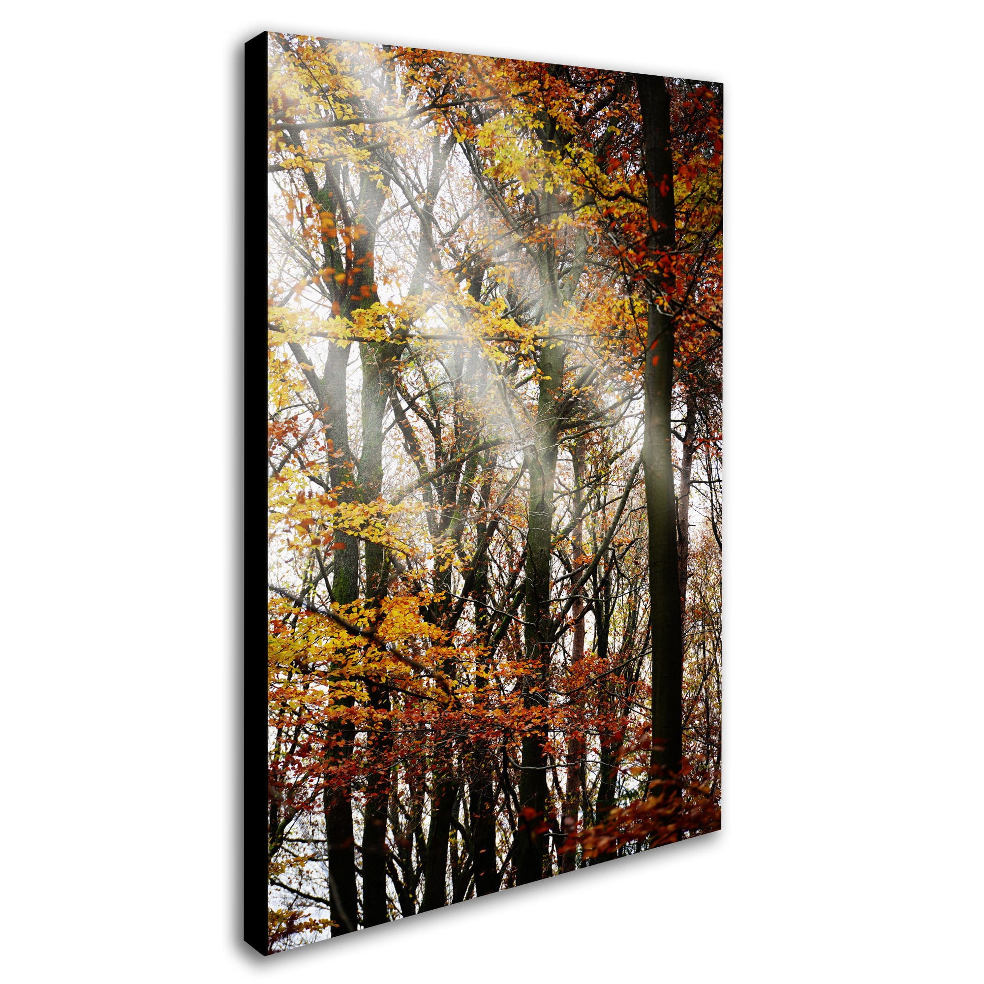 Trademark Fine Art "Just the Light" Canvas Art by Philippe Sainte-Laudy