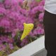 thumbnail image 3 of Ocarina TFixol Amarillo, 3 of 8