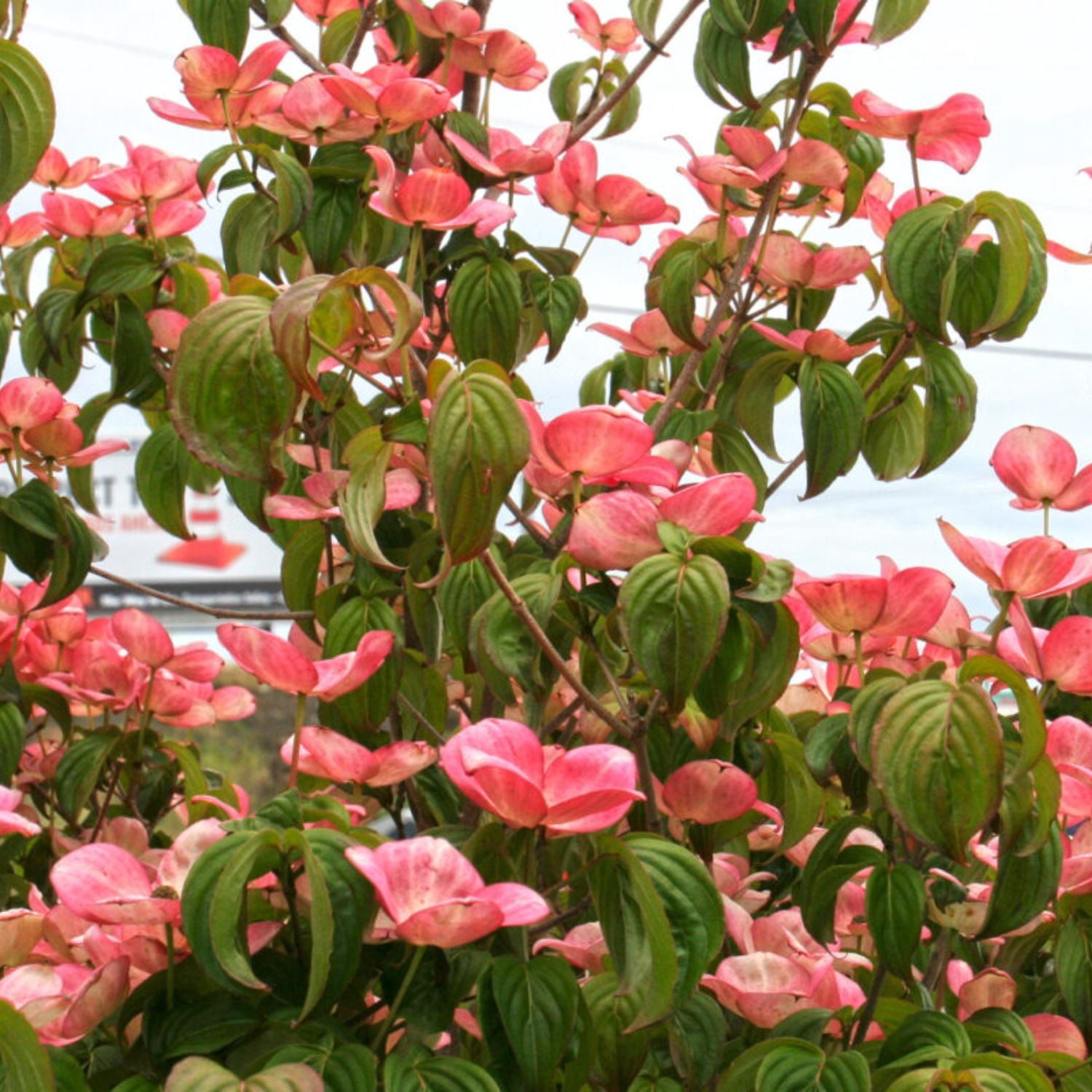 Expert Gardener 3-4' Dogwood Satomi in 1 gal. Grower Pot