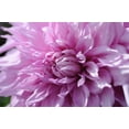 thumbnail image 2 of Foschino, Suzanne 18x13 Black Ornate Wood Framed with Double Matting Museum Art Print Titled - Purple Dahila, 2 of 4