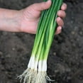 Bunching Green Onions Scallions MMF7 250+ Seeds for Planting Vegetable
