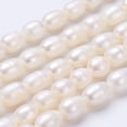 thumbnail image 1 of Natural Cultured Freshwater Pearl Beads Strands Oval Seashell Color 11~13x9~10mm Hole: about 0.5mm about 30pcs/strand 13.8 inch, 1 of 4