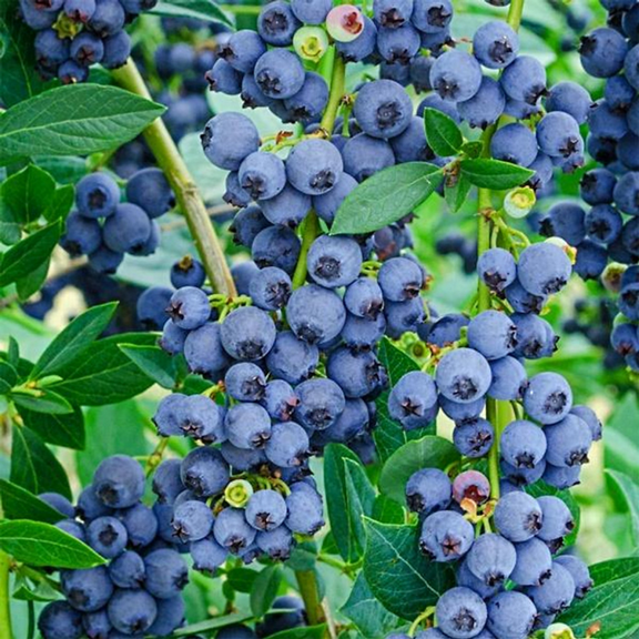 Pack 2 Blueberry Bushes Plant, Fruit Tree Live Blueberry Plant, 4-7 inches Tall, 4 inch Pot for Growing