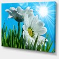 thumbnail image 2 of Belles Camomilles en Plein Soleil - Impression sur Toile Florale, 2 of 3