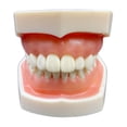 thumbnail image 2 of Modelo de diente estándar,Cepillado de enseñanza del modelo de diente estándar,Modelo de estudio de dientes suministros para niños adultos estándar,Modelo de dientes de demostración, 2 of 8