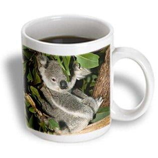 

3dRose Australia Brisbane Fig Tree Pocket Koala Bears-AU01 WBI0119 - Walter Bibikow Ceramic Mug 15-ounce